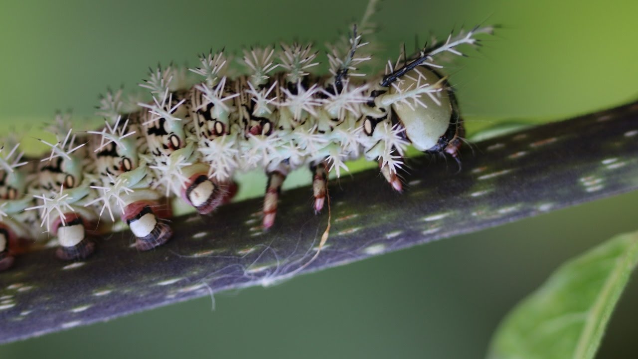 Lonomia obliqua