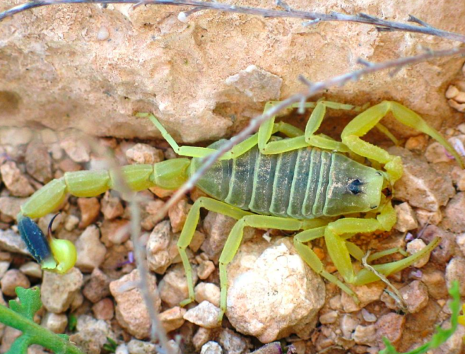 Leiurus quinquestriatus