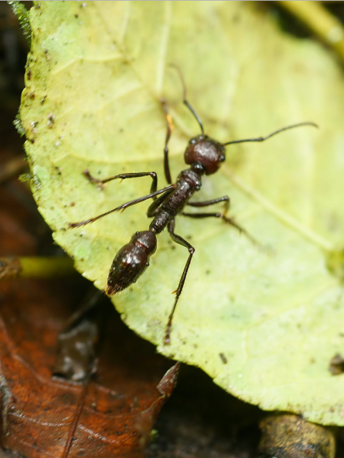 Paraponera clavata