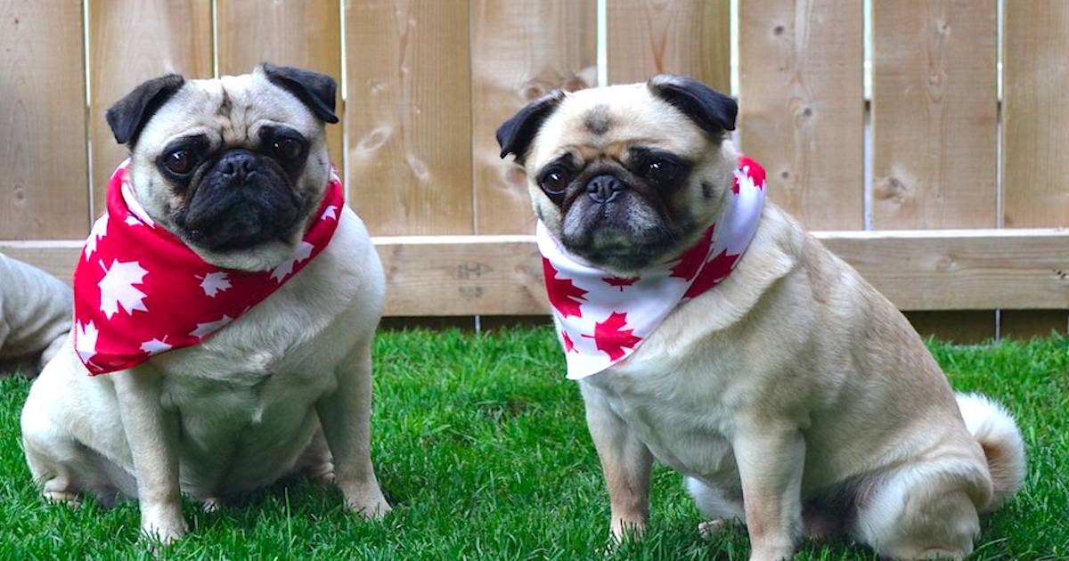 MOPS cechy, wygląd, choroby, porady. Ile kosztuje mops i gdzie go...