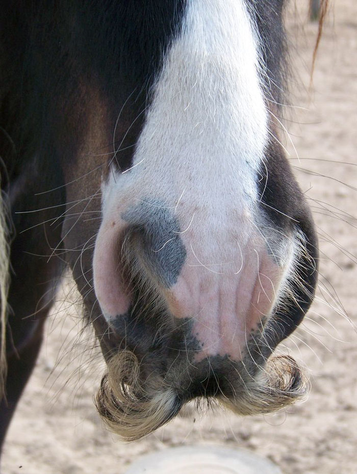 Koń z wąsem