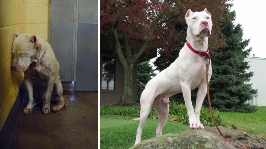 Przed i po adopcji