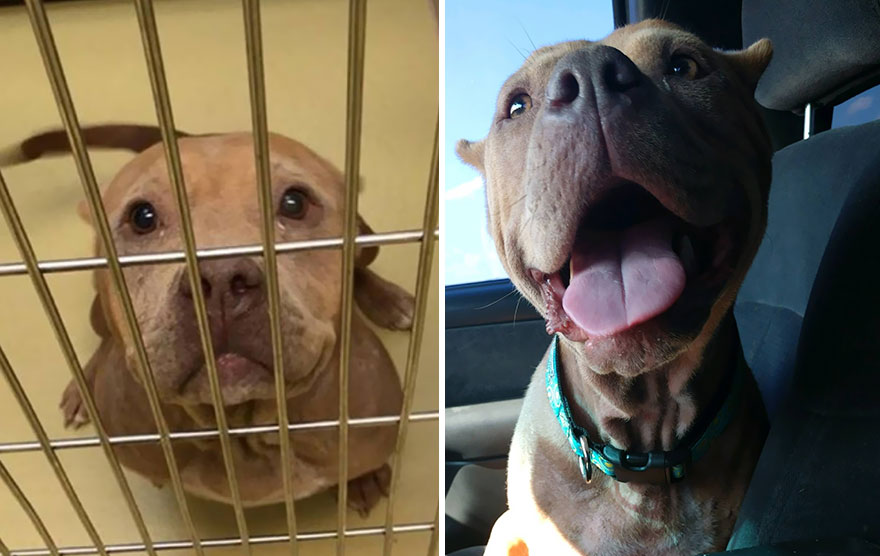 Przed i po adopcji