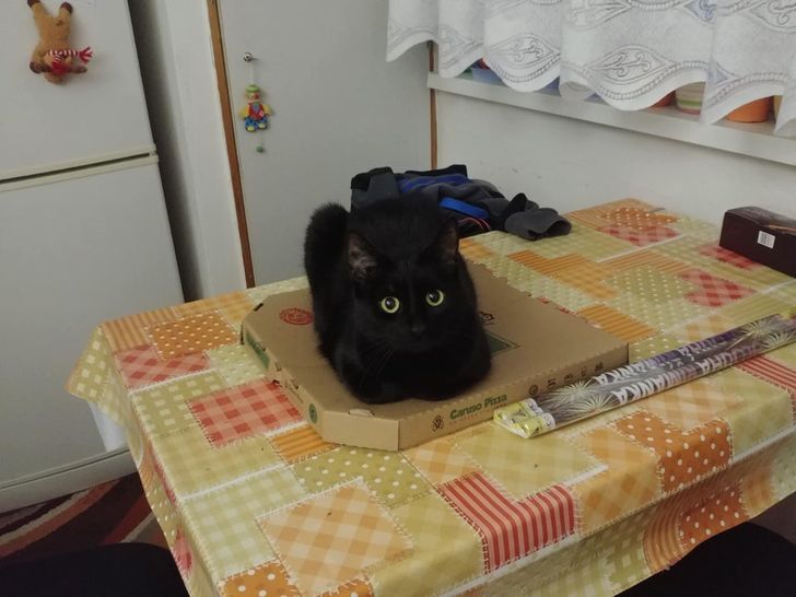 kot na pudełku pizzy