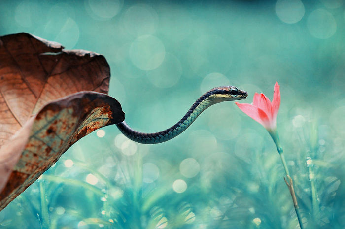 wąż i kwiatek