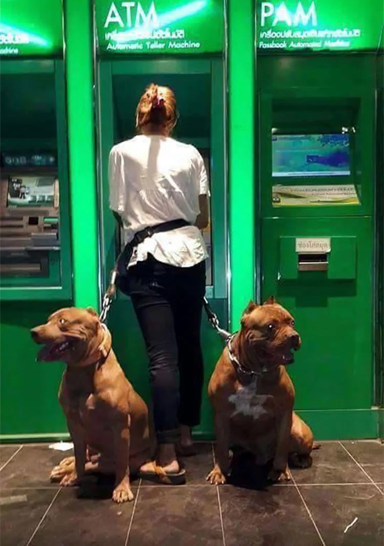 psy przy bankomacie