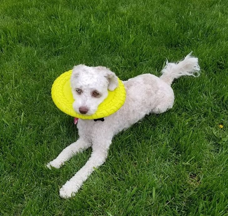 pies z frisbee na głowie