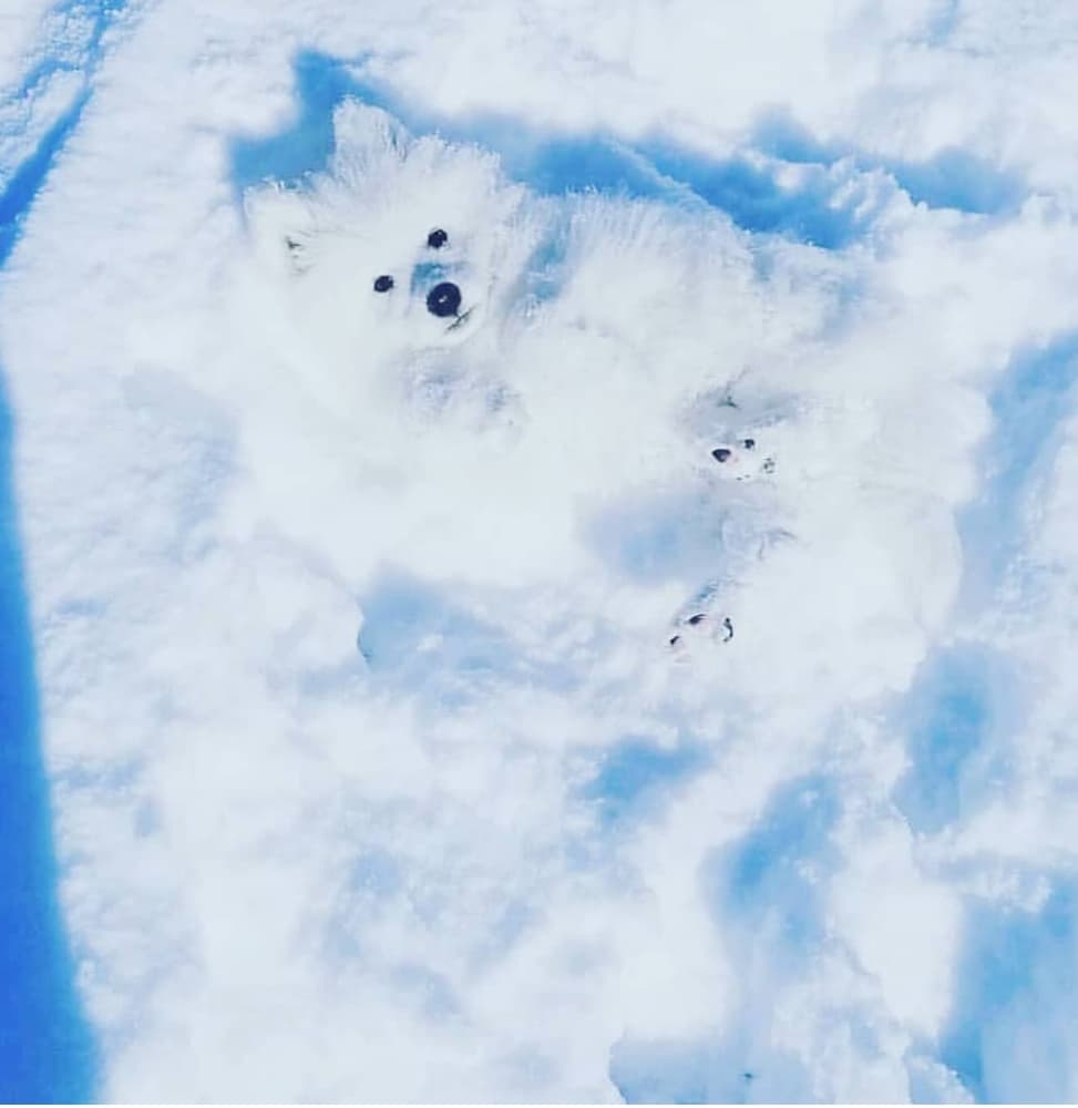 białe psy na śniegu