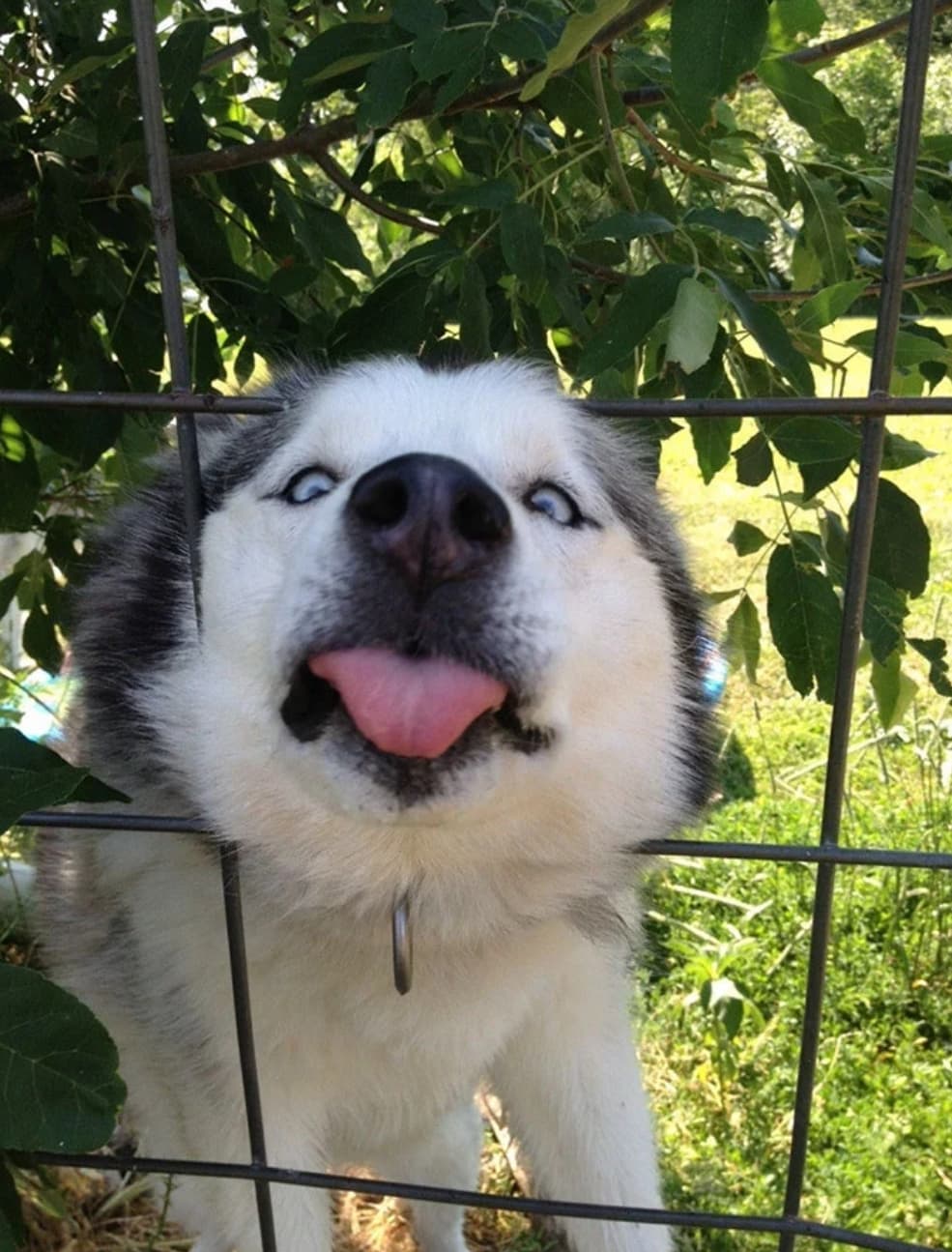 husky