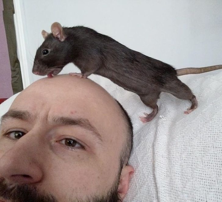szczur na ludzkiej głowie