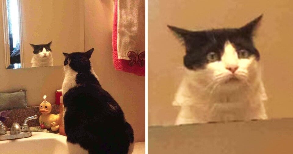 kot przed lustrem