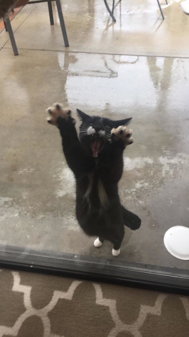 kot w deszczu