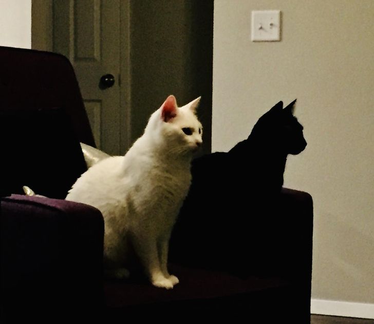 czarny i biały kot