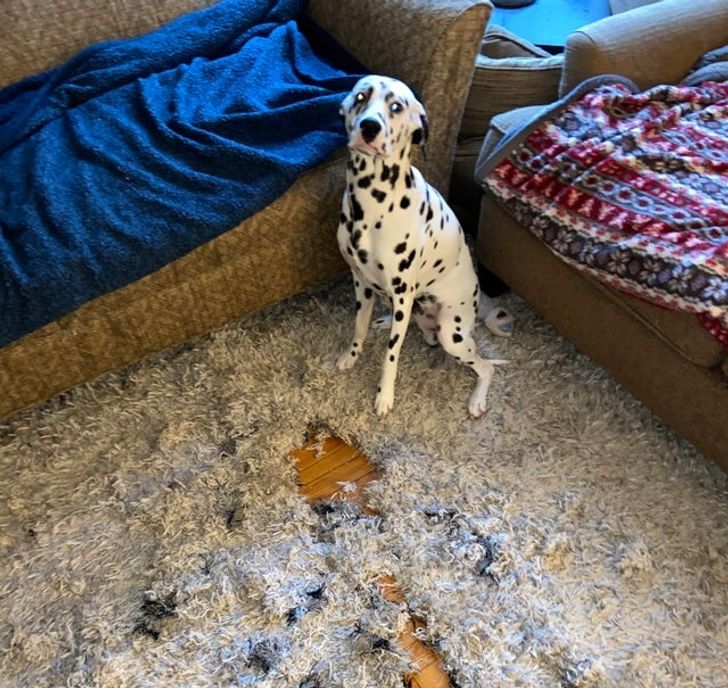 pies zniszczył dywan