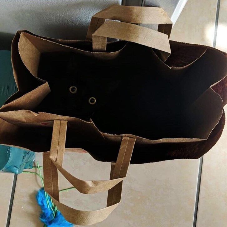 kot w torbie