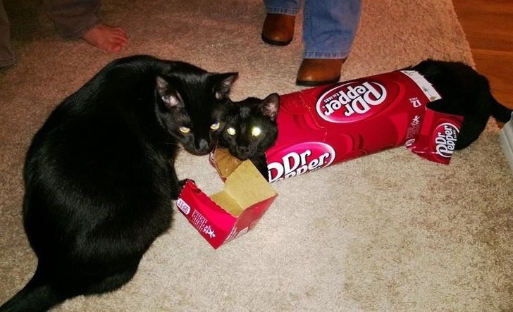 dwa koty i pudełko