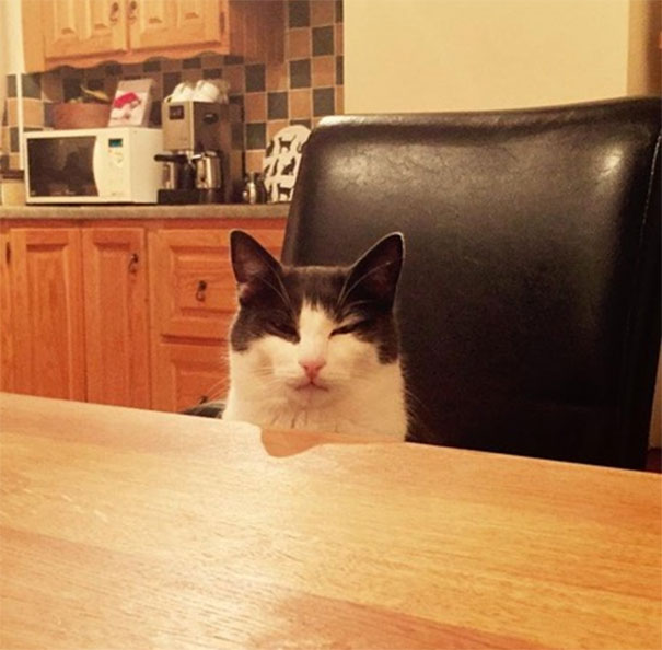 kot przy stole