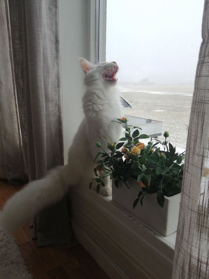 kot w oknie