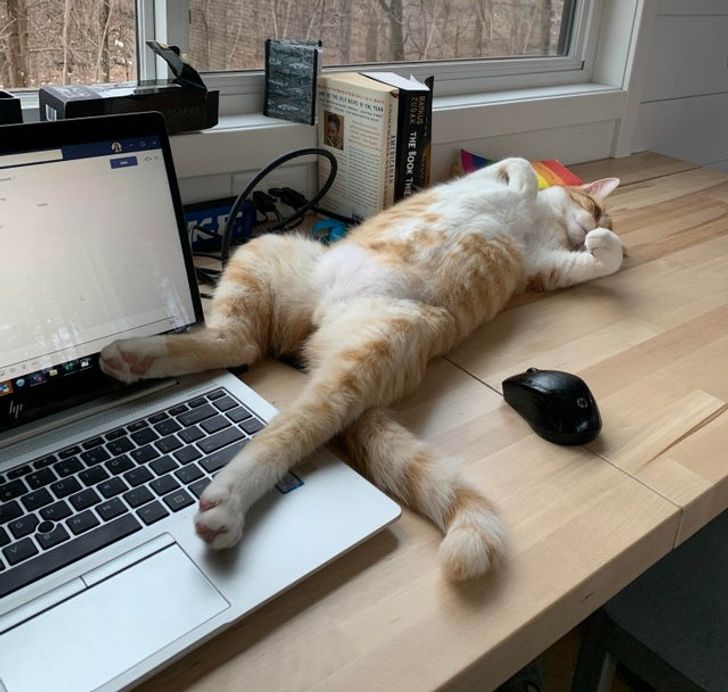 kot leży na biurku