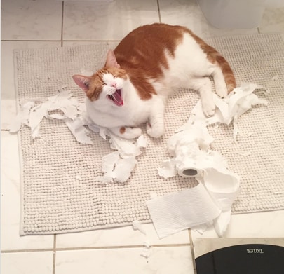 kot rozszarpał rolkę papieru