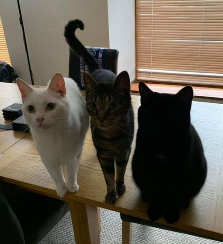 trzy koty