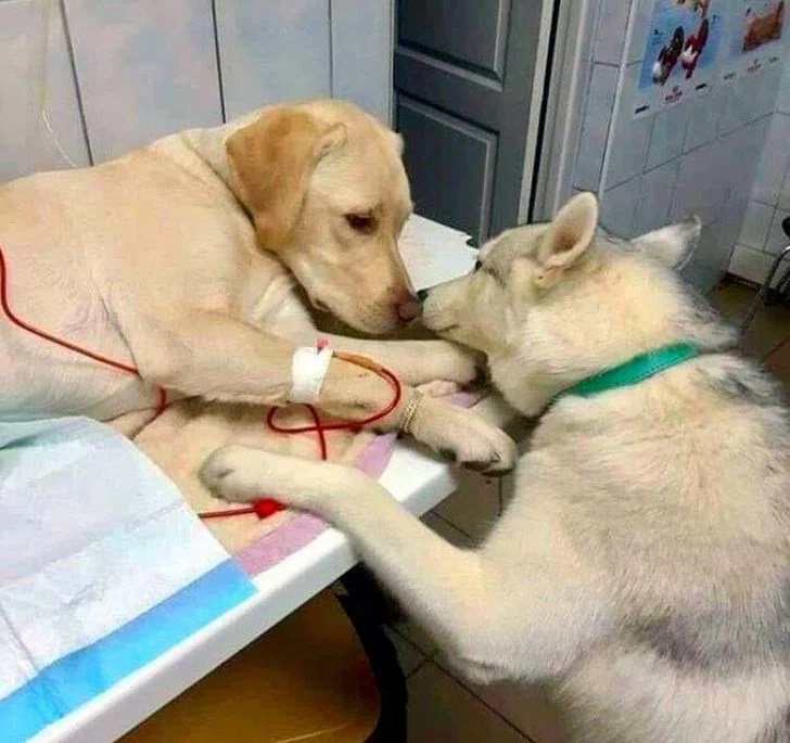dwa psy u weterynarza