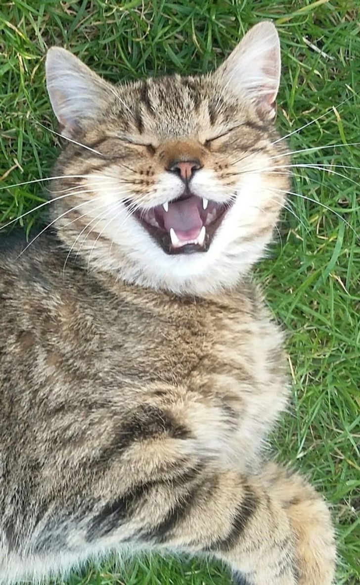 uśmiechnięty kot