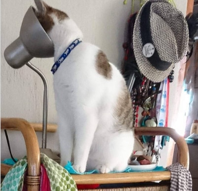 kot z głowa w lampie