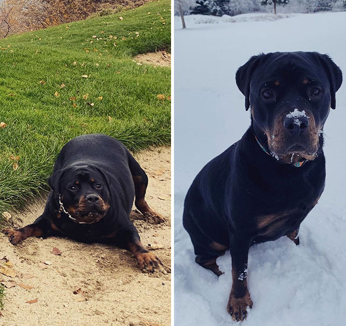pies przed i po odchudzaniu