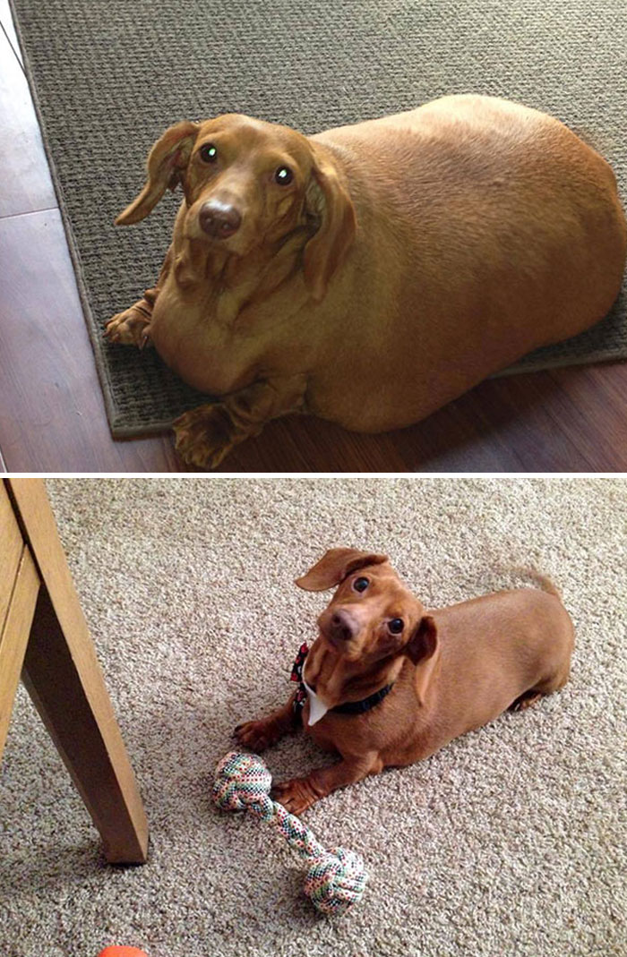pies przed i po odchudzaniu