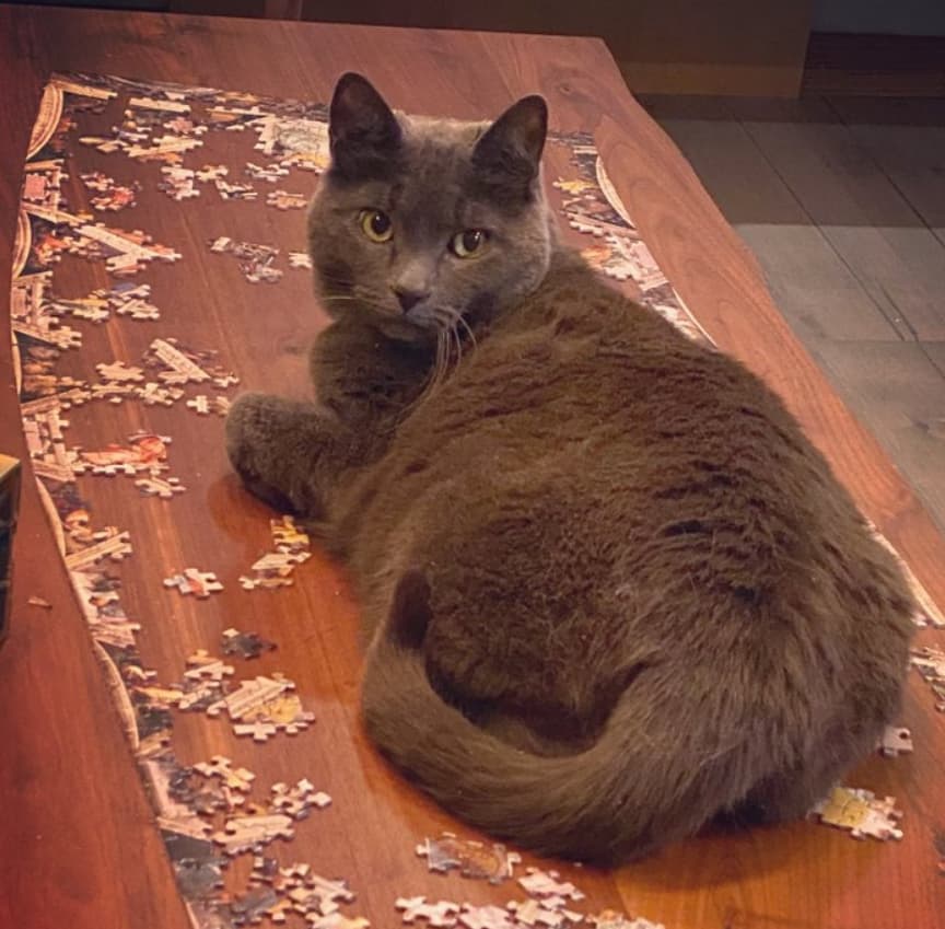 kot w puzzlach