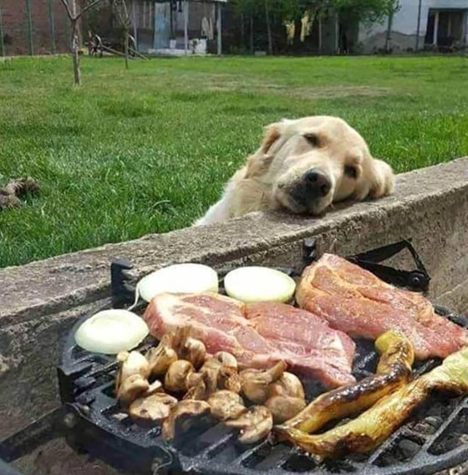 pies przy grillu