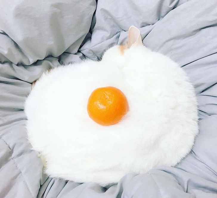 kot wygląda jak jajko
