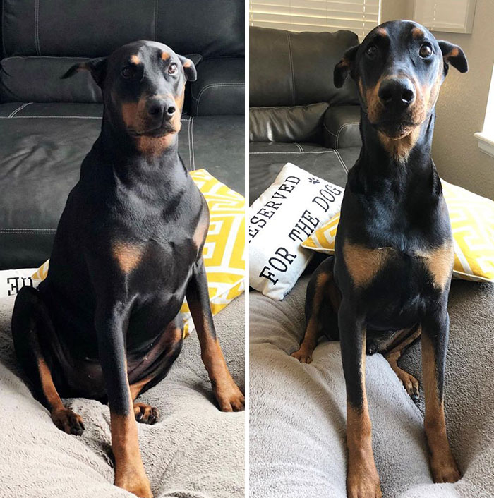 pies przed i po odchduzaniu
