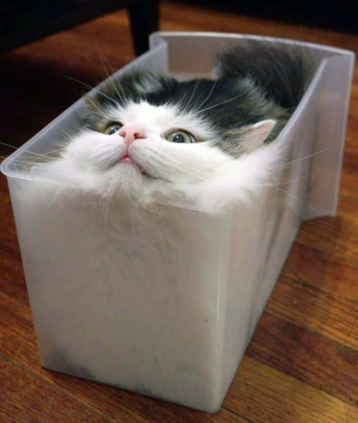 kot w pudełku