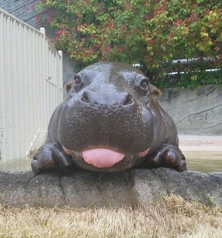 słodki hipopotam