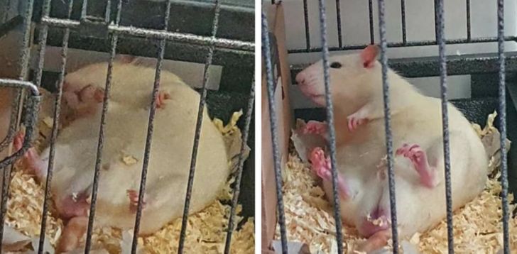 szczur w klatce