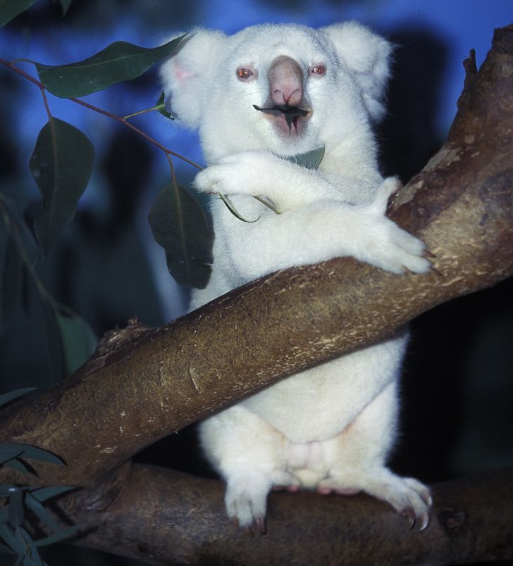 Koala albinos