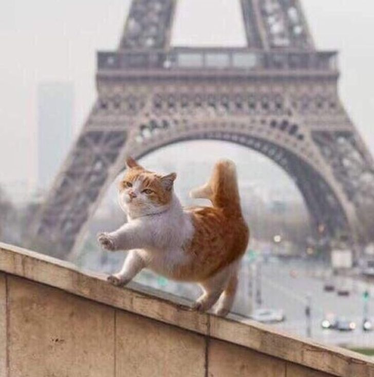 kot w Paryżu