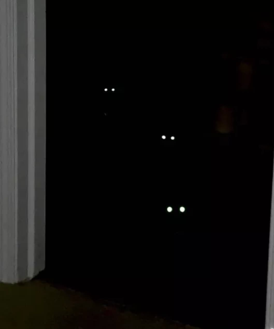czarne koty w ciemności