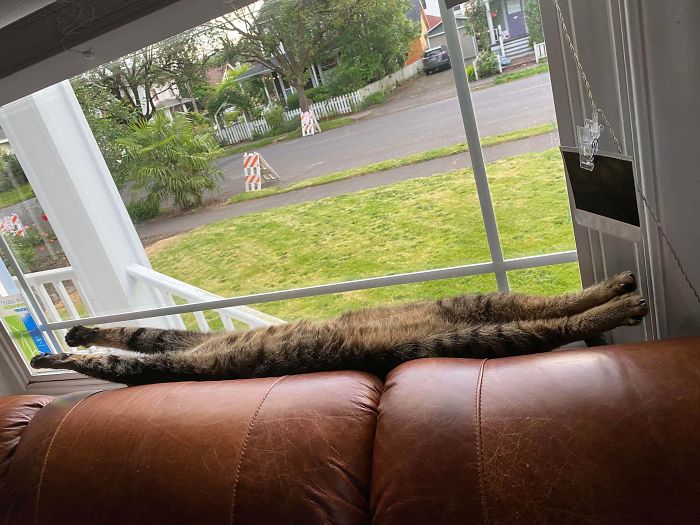 długi kot