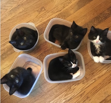 kotki w pudełkach