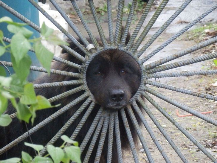 pies w bramie
