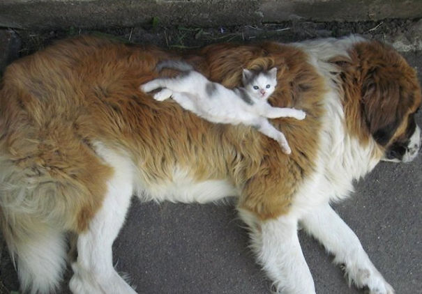 kot śpi na psie