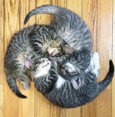 trzy kotki śpią