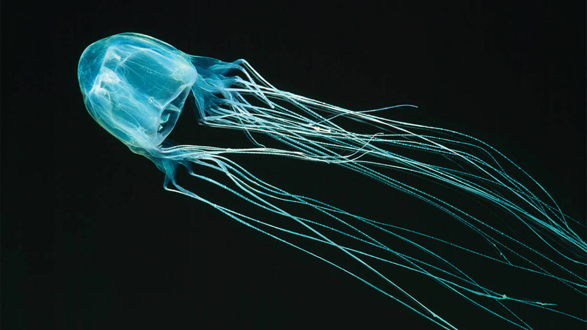 meduza