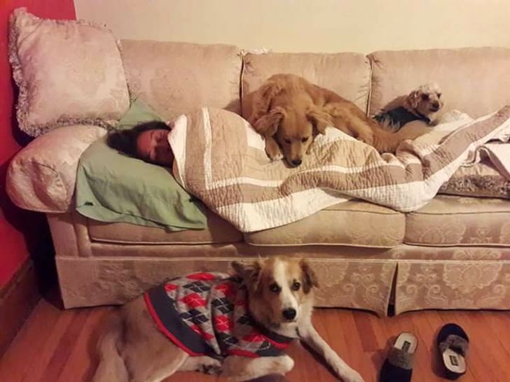 psy śpią z właścicielką