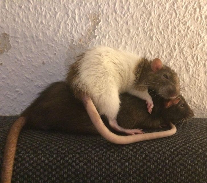 dwa szczury