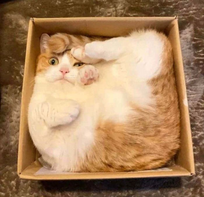kot pudełku