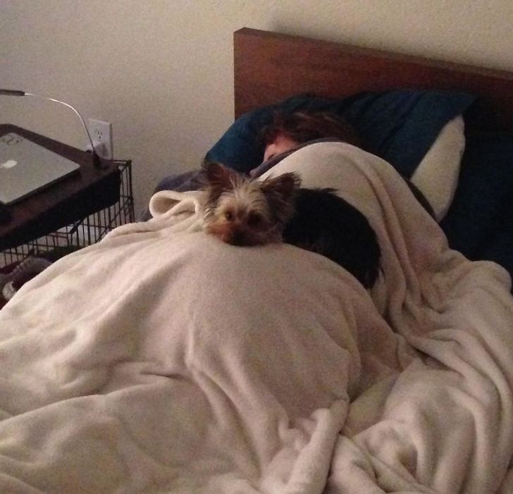 pies śpi na człowieku